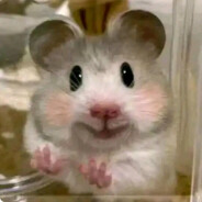 鼠鼠很菜别盒我球球了