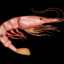 lil shrimp