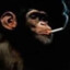 chimp rippin&#039; a cig