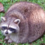 fat coated raccoon ball