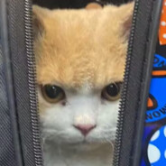 聪明的土豆公主