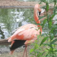 Pink Flamingo