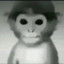Monito