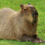 capybaragamer210