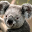 mpampas koala