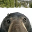 stalewhale