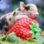 StrawberryPiglet