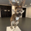 Bambi