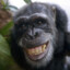 AtwoYearOldChimp