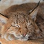 Sleepy lynx