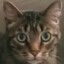 LolCat