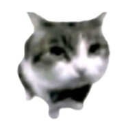 小猫你可以吃芝士汉堡