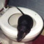 Toilet Rat