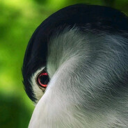 夜鷺也能如此美丽吗？