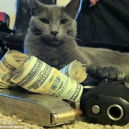 catwithmoneygaming123