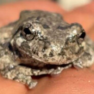 SoggyFroggy