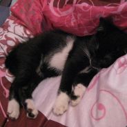 DAV  <3333  AGA    470