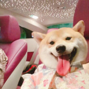 英俊帅气肥猪肉