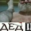 дорогая шлюшка