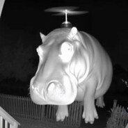 hippopotamus