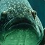 Giant Sea Bass 2018