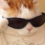 Cool cat