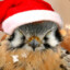 A Rather Festive Kestrel