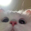 nono