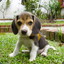 beagle