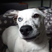 KOBALT
