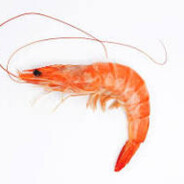 Shrimp