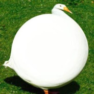 le goose