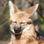 Avatar of pavlov's hog