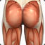 Gluteus (Max)imus