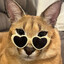 Meowcialized