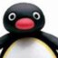 Pingu Noot Noot