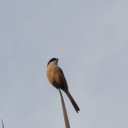 飞飞飞飞飞不起来