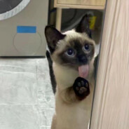 德克萨斯猫猫二世