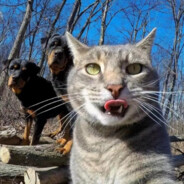 易爆炸的鳄梨君