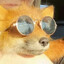 fox with sunglasses's avatar
