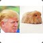 Trump quina pig