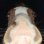 Horse from Yellowstone