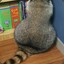 Thicc Raccoon