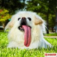 来啊来啊舔我呀