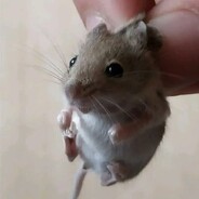 属鼠我呀，被发现了呢