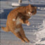 12km/h  catpeek