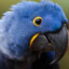 Blue_Parrot23