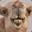 jewish camel toe from israel