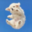 Marshmallowpuppy