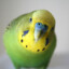 Budgie